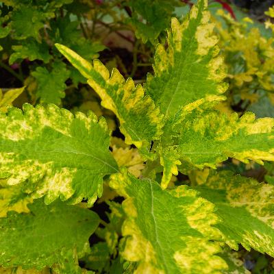 Jangan Berputus Asa dari Rahmat dan Ampunan Allah Jangan Berputus Asa dari Rahmat dan Ampunan Allah