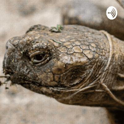 Diego et la malédiction de coronavirus