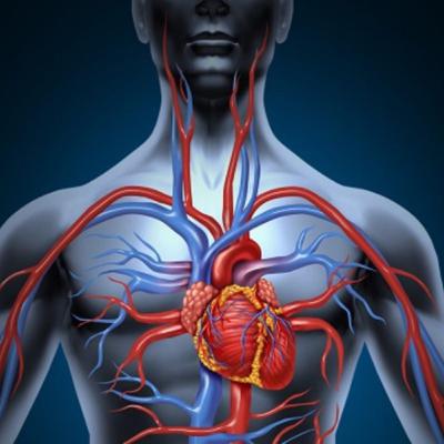 Anatomia Por Partes - Coracao