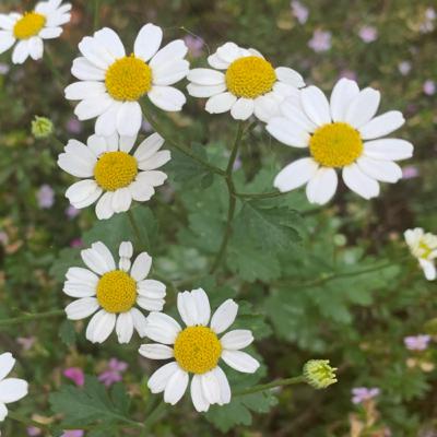 Posible recuerdo traumático??