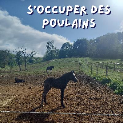 18. Vlog - Liberté et sortie des poulains 18. Vlog - Liberté et sortie des poulains