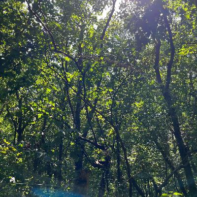 Dompel je onder in de geluiden van de natuur