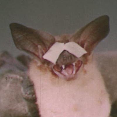 Batsover Part I - Bat Guys, Bat Obstacle Courses, and Bat Cells