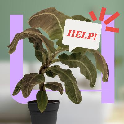 775. Hoe houd je je planten in leven volgens de wetenschap? 775. Hoe houd je je planten in leven volgens de wetenschap?