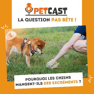 Pourquoi les chiens mangent-ils des excréments ?