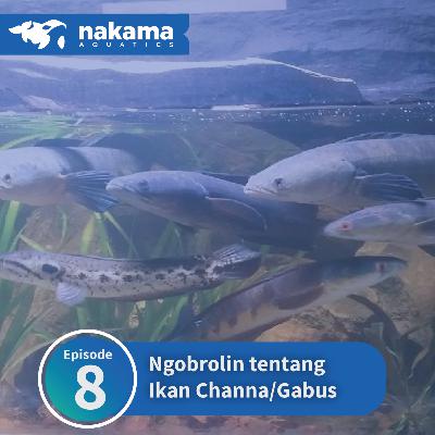 Eps 8 : "Ngobrolin tentang Ikan Channa/Gabus" Eps 8 : "Ngobrolin tentang Ikan Channa/Gabus"