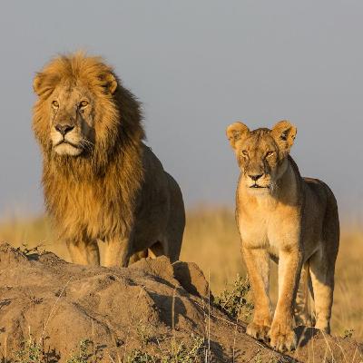 Katavi i Tanzania Katavi i Tanzania