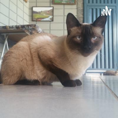 Procura-se Raspadinho (Trailer)