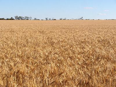 Rising temperatures a concern for WA farmers