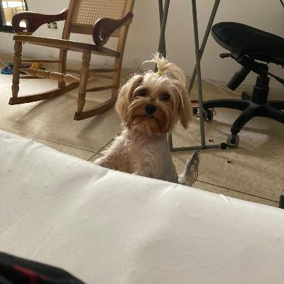 Estudio de los salmos