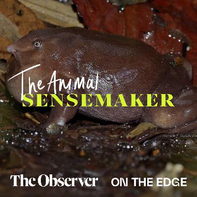 Purple frogs: an annual ritual