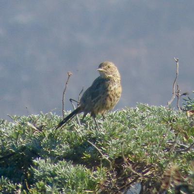 Point Reyes field trip