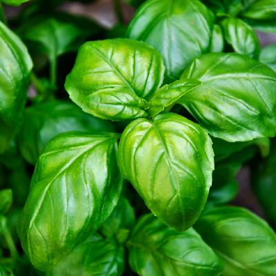 2025 Earth Day Tips