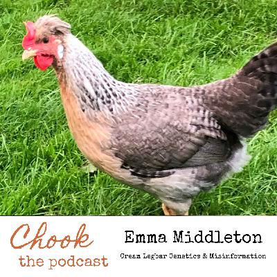 Experienced UK Breeder Emma Middleton on Cream Legbar Genetics and Misinformation