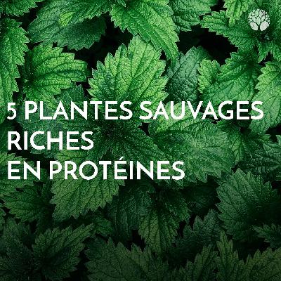 Top 5 des plantes sauvages riches en protéines
