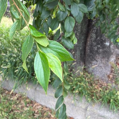 朝さんぽ10分