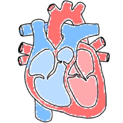 HEART & EKG