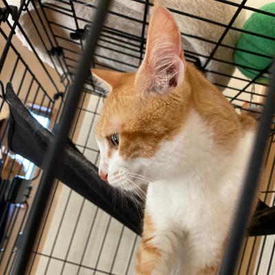 四男、ネコの歌🐱を作って歌う