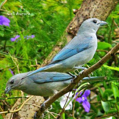 Sayaca tanager(Sanhaço) Sayaca tanager(Sanhaço)
