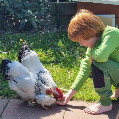 Zwerg-Sundheimer - Rasseportrait #32