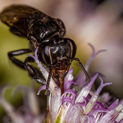 Aula 8 – Alimentação