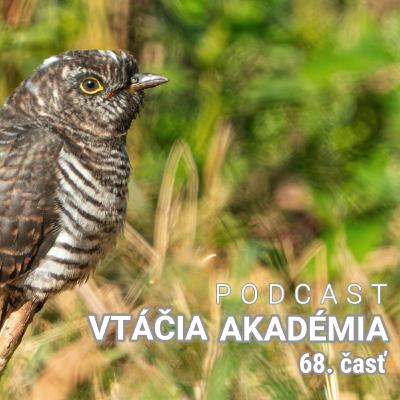 Vtáky nesadajú na ihličnaté stromy, lebo sa popichajú na ihličí? To je mýtus a veľká hlúposť. Vtáky nesadajú na ihličnaté stromy, lebo sa popichajú na ihličí? To je mýtus a veľká hlúposť.