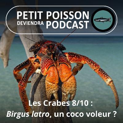 S04E38 Les Crabes : Le Crabe des cocotiers, le voleur des îles