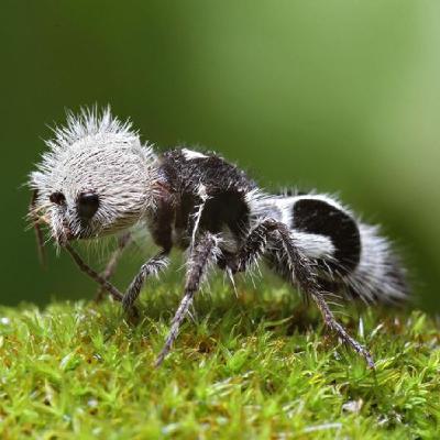 WILD - PODCAST ANIMALIERS # 156 - LES ANIMAUX QUI RESSEMBLENT A UN AUTRE