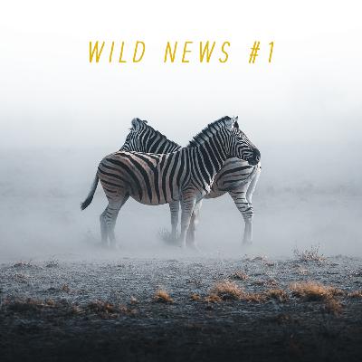 Wild News #1