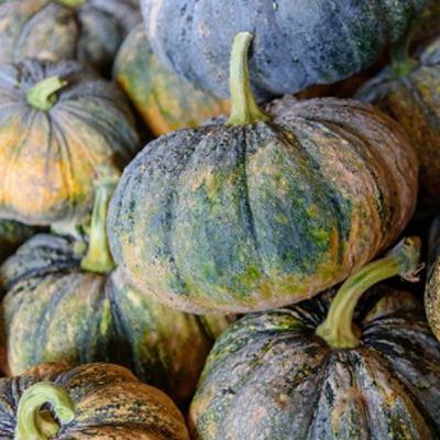 Winter Squash Kabocha Japanese Pumpkin: Nutritional Value, Facts and Health Benefits from Bloom Ranch of Acton's Nutrition Experts