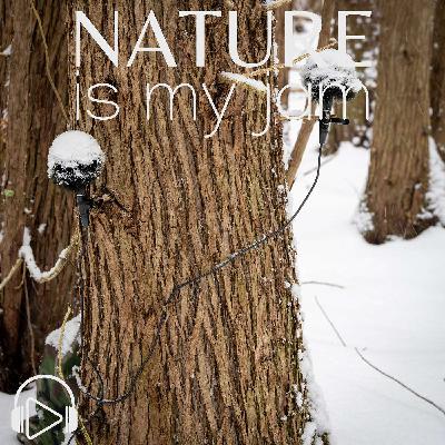 A Morning on Otter Creek with a Raft of Ducks
