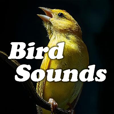 Twilight Symphony: Serene Bird Sounds