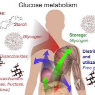 Carbohydrate Metabolism