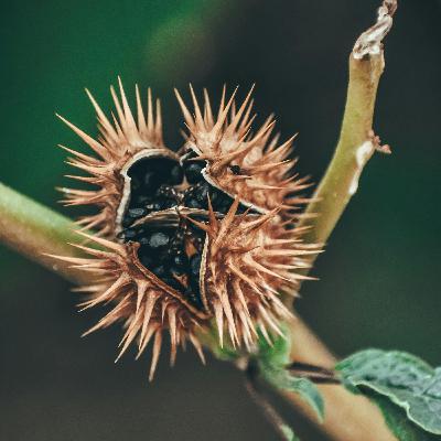 Les 4 cavalières de l’atropine : Mandragore, Belladone