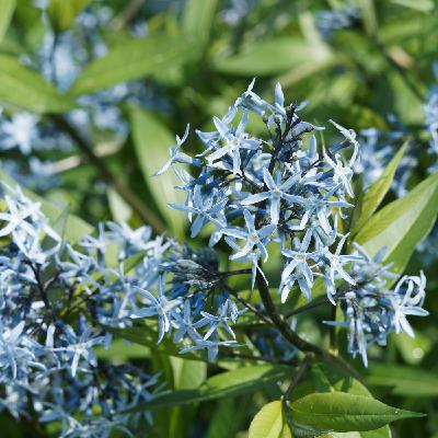 Amsonia: Blue Stars