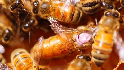 The Fate of Our Bees