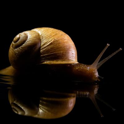 syndae - episode 786 syndae - episode 786