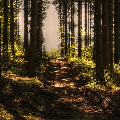 Comment le réchauffement climatique impact la forêt jurassienne ? Comment le réchauffement climatique impact la forêt jurassienne ?