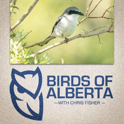 Loggerhead and Northern Shrikes