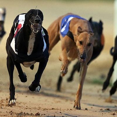 Greyhound Racing Education Courses Greyhound Racing Education Courses