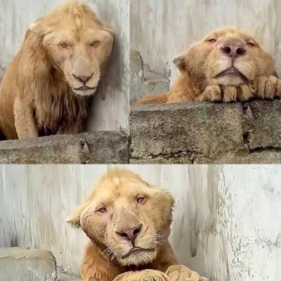 EL UNICO LEON CON SINDROME DE DOWN EL UNICO LEON CON SINDROME DE DOWN