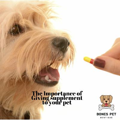The Importance of Giving supplement to your pet The Importance of Giving supplement to your pet