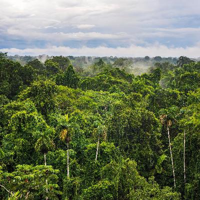 Studie aus Ecuador - Regenwälder regenerieren schneller als gedacht