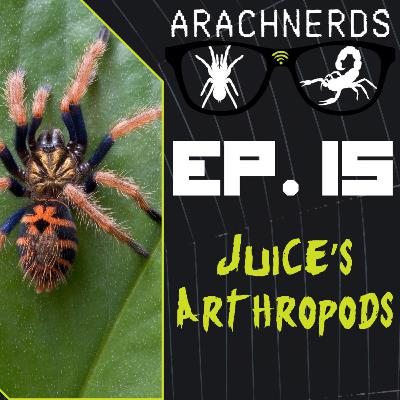Juice's Arthropods | ArachNerds Ep. 15