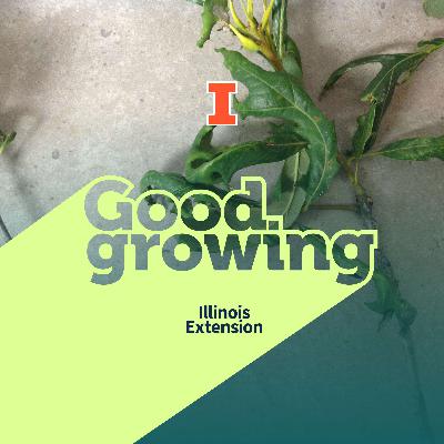 Ep. 216 Chemical Trespass in Illinois: How Herbicides Are Impacting Native Trees and Ecosystems | #GoodGrowing