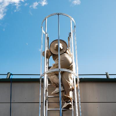 NARA tekstai. Miesto bitės, bendrabūvio mokytojos. Skaito bendraautorė Meda Bagdonaitė