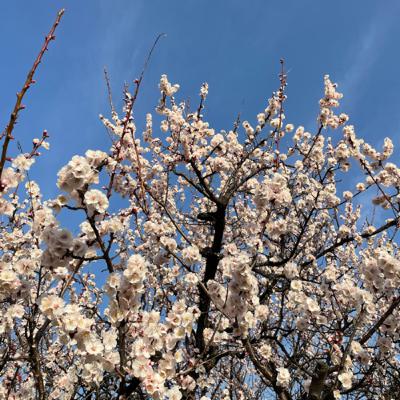 桃の節句と娘の誕生日に想うこと🌸
