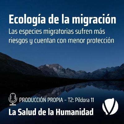 T2-Píldora11: Ecología de la migración. Las especies migratorias sufren más riesgos y cuentan con menor protección