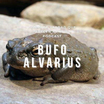 Bufo Alvarius