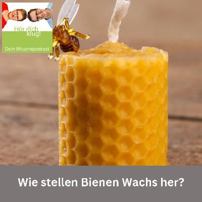 Wie stellen Bienen Wachs her?